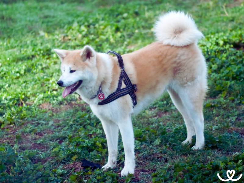 Psi-plemeno-akita-inu (3)